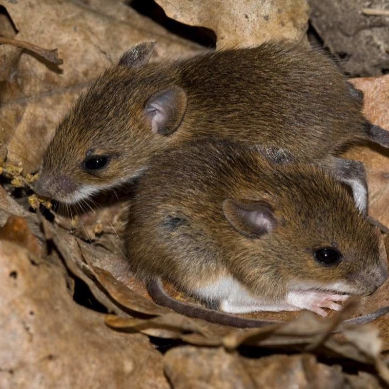 Уничтожения мышей в частном доме в Салавате?