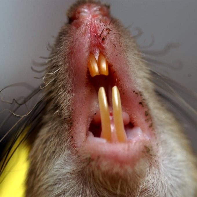 Дератизация крыс в Салавате?